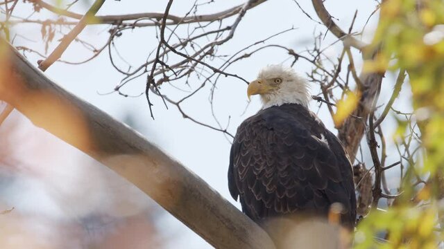 Bald Eagle perched in a tree during Fall color as it watches and looks around in Idaho.