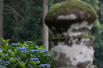 Obraz premium 紫陽花の花