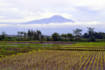 Obraz premium views of rice fields and mountains behind