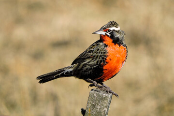 Long-tailed Meadowlark