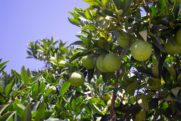 Orange tree branches with green oranges. Unripe oranges. Fruit tree. Blue sky background