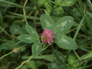 Purple clover flower on green lawn in garden in summer
