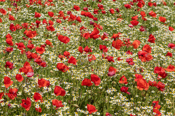 Feld mit Klatschmohn (Papaver rhoeas) und Echter Kamille (Matricaria chamomilla) in Heiligenhafen, Schleswig-Holstein