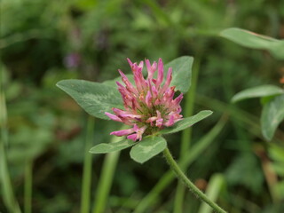 Purple clover flower on green lawn in garden in summer