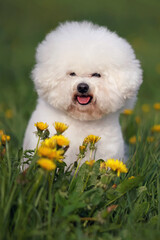 Adorable Bichon Frise dog with a stylish haircut (show cut) posing outdoors sitting in a green grass with yellow dandelion flowers