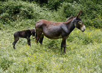 Dark coloured donkey with baby behind in tall green grass