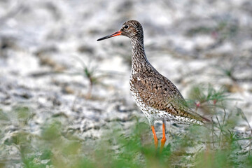 Common redshank // Rotschenkel (Tringa totanus)