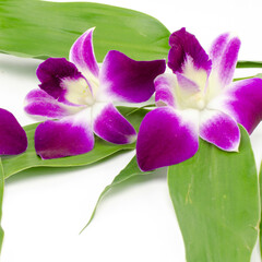 beautiful orchid