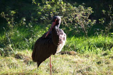 Black stork standing in the meadow
