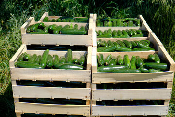 Wood crates filled with courgettes zucchini just harvested