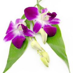 beautiful orchid