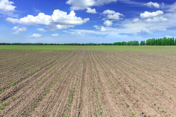 Corn field © Yay Images