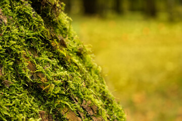 moss bark tree blur background