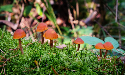 Mushrooms and moss