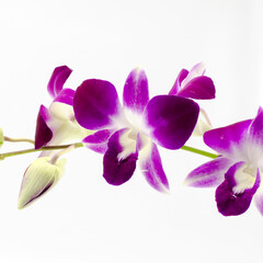 beautiful orchid