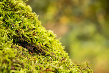 moss bark tree blur background autumn