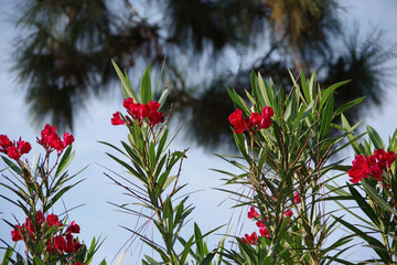 Close-up view of the red blossoms of an oleander bush