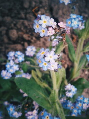 forget me not