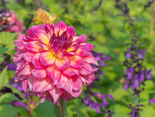 Pretty pink and yellow Dahlia flower, blooming in the sun with soft focus green and purple background