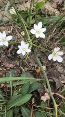 white spring flowers