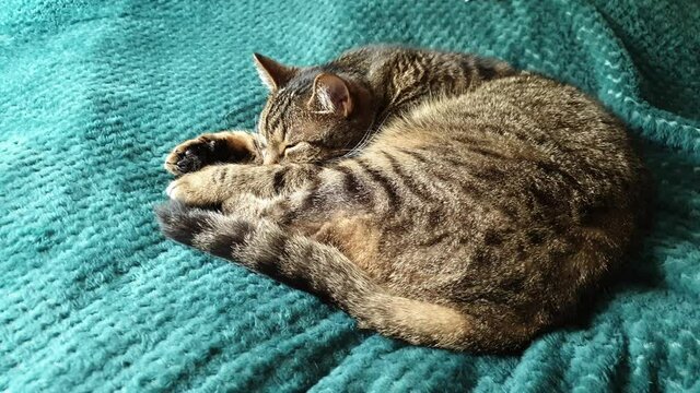 Cat sleeping on a green blanket and breathing heavily