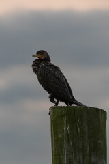 Water Bird during sunrise