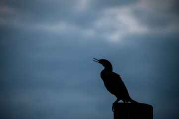 Water Bird during sunrise