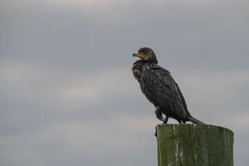 Water Bird during sunrise