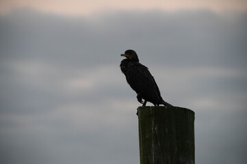 Water Bird during sunrise
