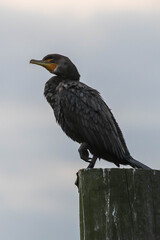 Water Bird during sunrise