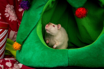 Christmas Tree Pet Rat