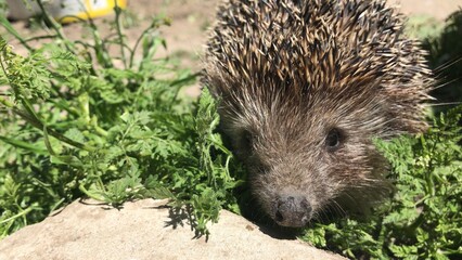 hedgehog in the grass