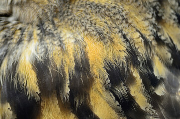 Eurasian Eagle Owl feathers
