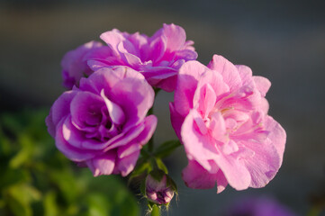 Rosas em um jardim com o fundo de folhas verdes