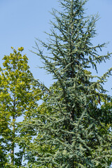 Beautiful young Blue Atlas Cedar (Cedrus Atlantica Glauca tree) with blue needles in public landscape city Park Krasnodar or Galitsky Park in sunny autumn September 2020