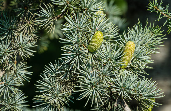 Close-up of beautiful yellowish green male cones on branches of Blue Atlas Cedar (Cedrus Atlantica Glauca tree) with blue needles in public landscape city Park Krasnodar or Galitsky Park in autumn
