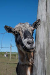 Fototapeta premium Goat Smile