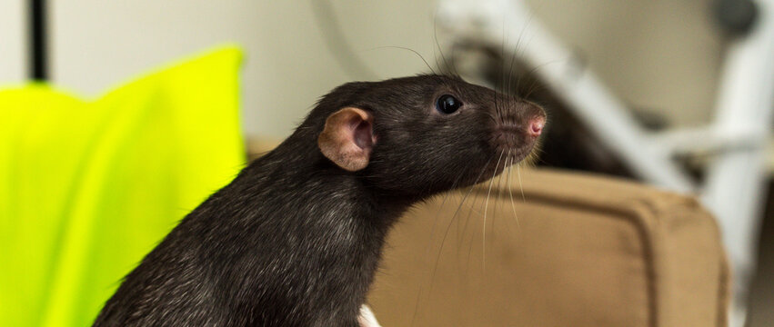 Fancy Dumbo Eared Pet Rat