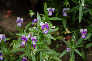 Beautiful purple flower blooms in the garden - violet garden.