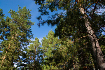 Look up at the tops of the pines and the blue sky.