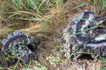 Birch stumps in a pine forest, grass in the forest.