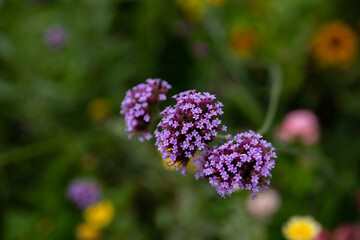 purple color of butterfly bush on a green background