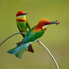 Chestnut-headed Bee-eater