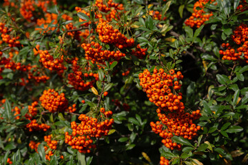 bright orange berries of red rowan shine in the sun on a background of green leaves