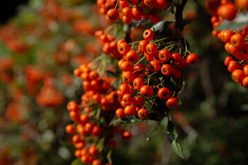 bright orange berries of red rowan shine in the sun on a background of green leaves