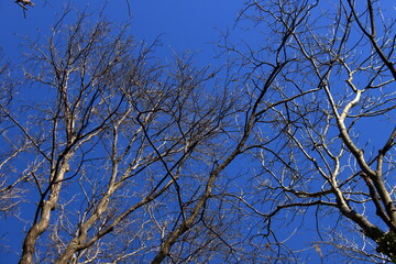 leafless branches of a forest stand out over a winter sky