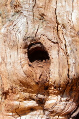 a dark hole in the knot of a dry trunk