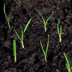 garlic plants sprouting