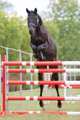  Horse loose jumping on breeders event outdoors
