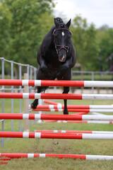  Horse loose jumping on breeders event outdoors